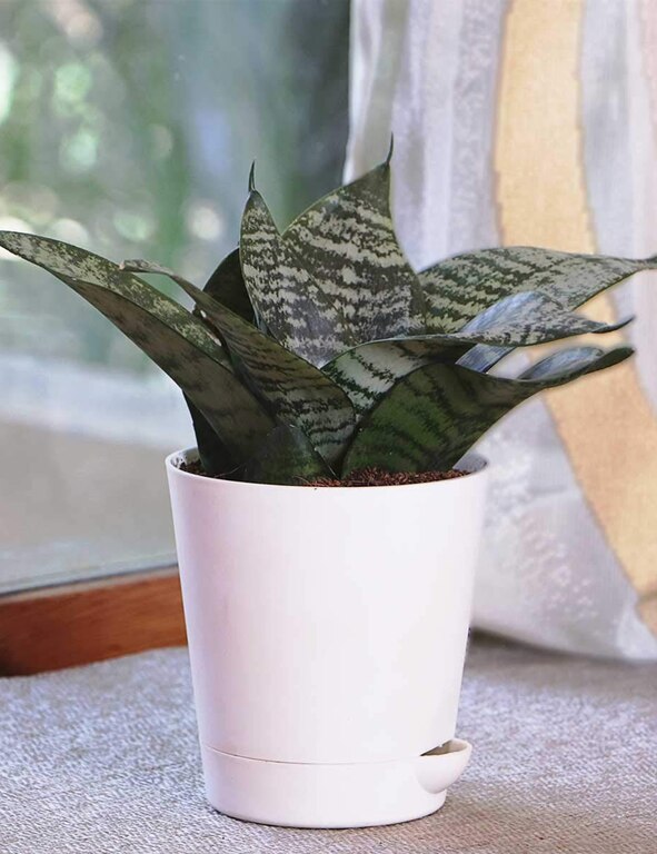 Sansevieria Green Air Purifier Snake Plant With Self Watering Pot